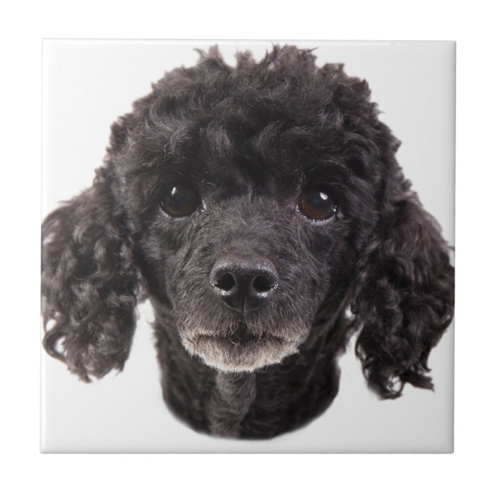 a black poodle