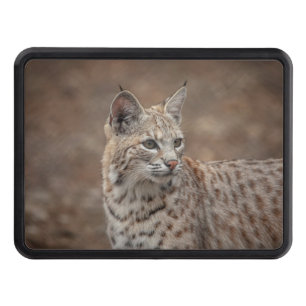 Portrait of a Bobcat Hitch Cover