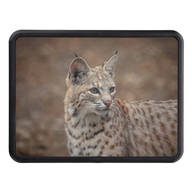 Portrait of a Bobcat Hitch Cover (Front)