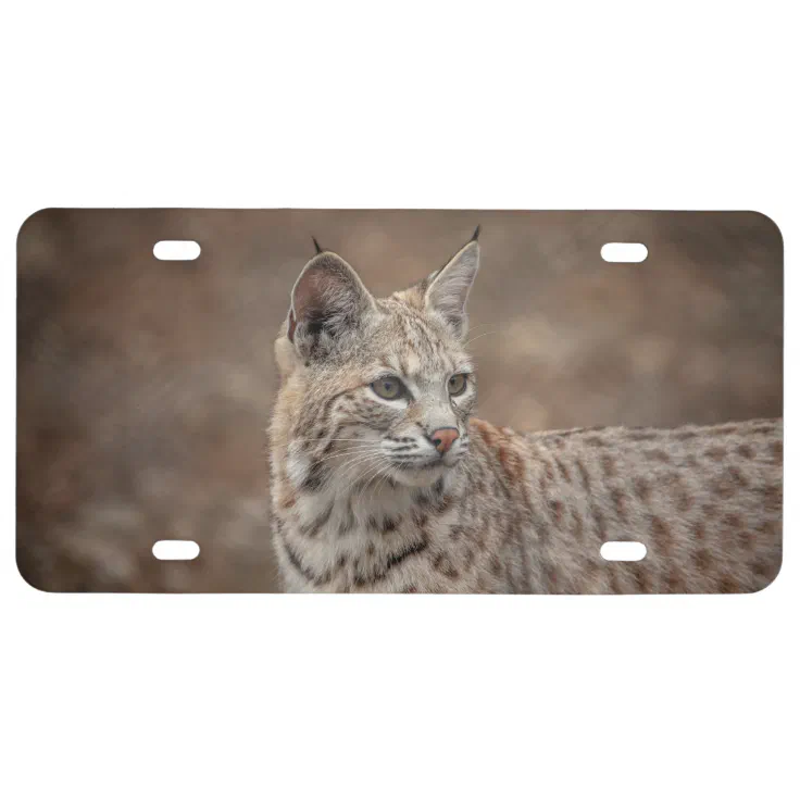 Portrait of a Bobcat License Plate Zazzle