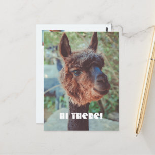 Portrait of a brown alpaca postcard