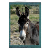 Portrait of a burro (Front)