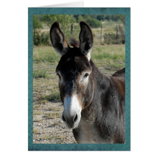 Portrait of a burro cards (Front)