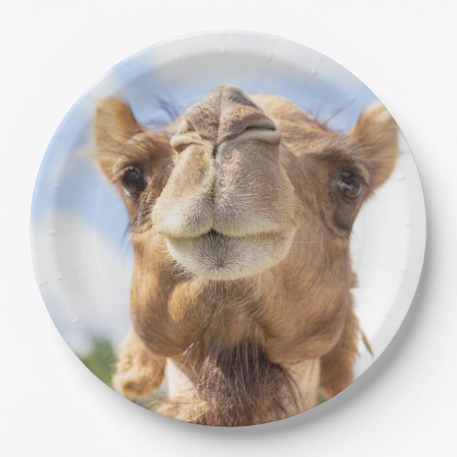 Portrait of a Camel Paper Plates (Front)