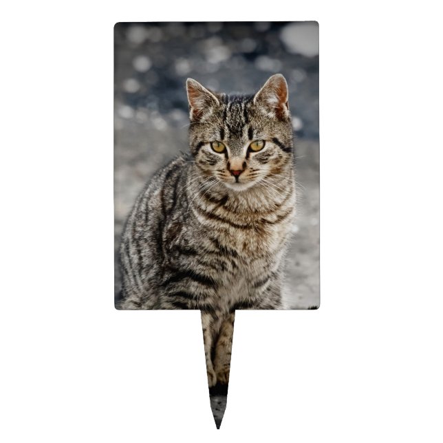Portrait of a cat cake topper (Front)