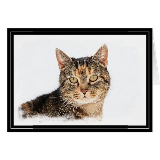 Portrait of a cat cards (Front Horizontal)