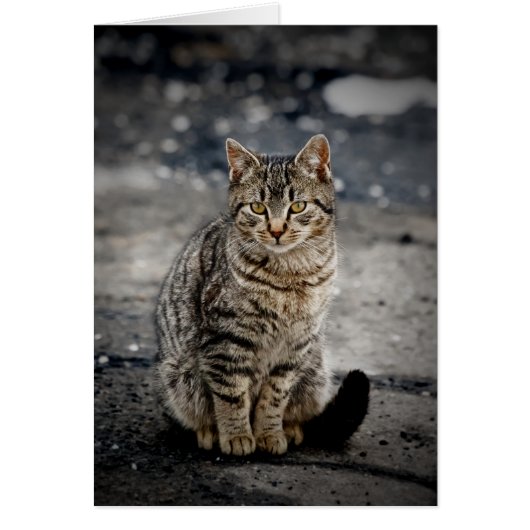 Portrait of a cat cards (Front)