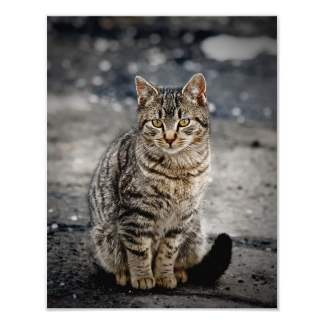 Portrait of a cat photo print (Front)