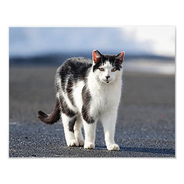 Portrait of a cat photo print (Front)