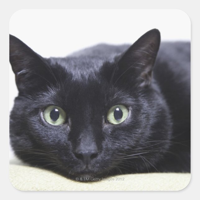 Portrait of a Cat Square Sticker (Front)