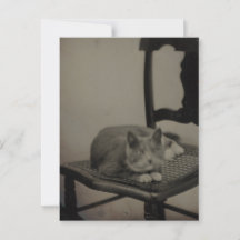 Portrait of a Cat Vintage Photography Postcard