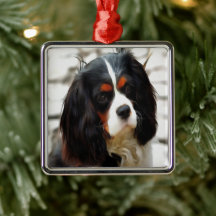 Portrait Of A Cavalier King Charles Spaniel