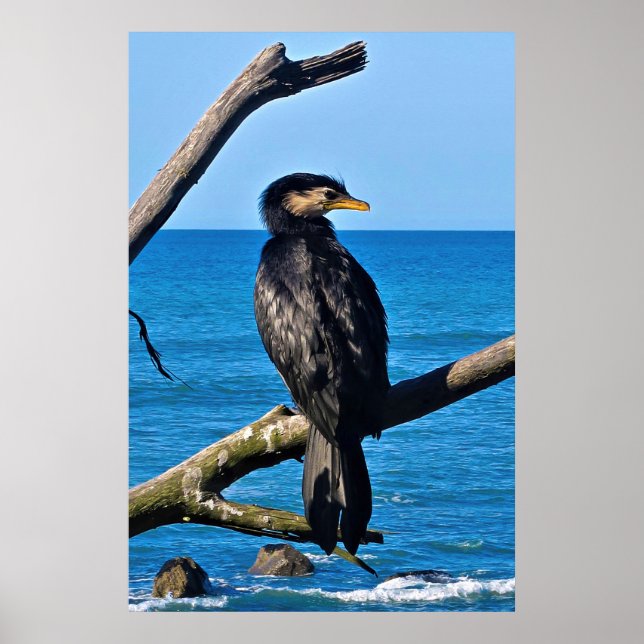 Portrait of a Cormorant Poster (Front)