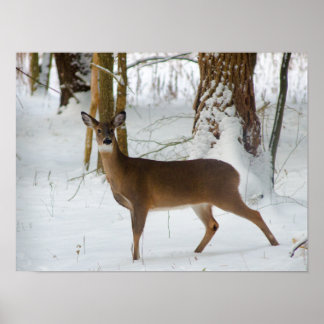 Portrait of a Doe Poster