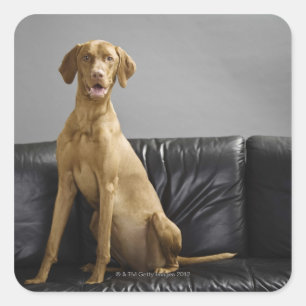 Portrait of a dog square sticker
