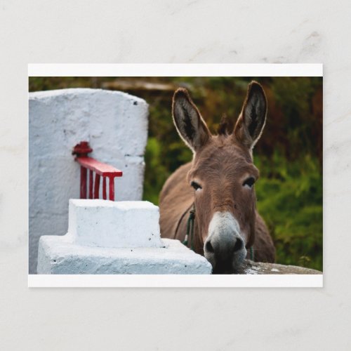 Portrait of a Donkey in Ireland Postcard