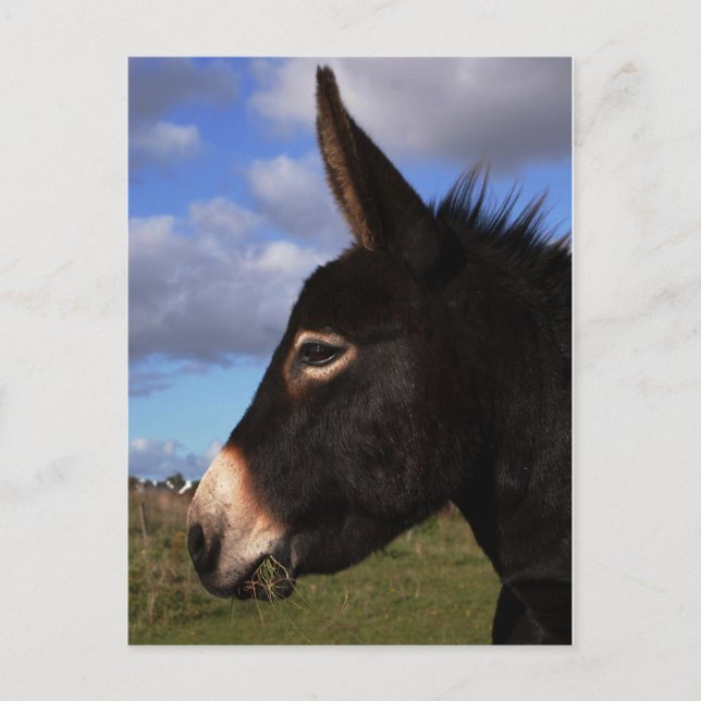 Portrait of a Donkey Postcard (Front)