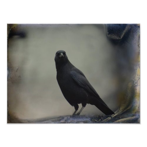 Portrait Of A Elegant Crow Photo Print