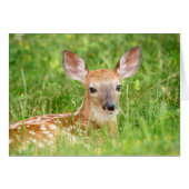 Portrait of a Fawn (white-tailed deer) (Front Horizontal)