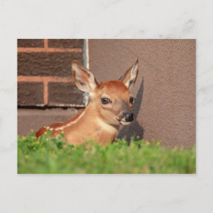 Portrait of a Fawn (white-tailed deer) Postcard