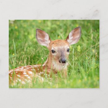 Portrait Of A Fawn (white-tailed Deer) Postcard by debscreative at Zazzle