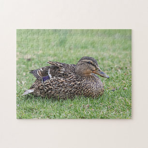 Portrait of a female mallard jigsaw puzzle