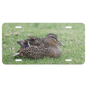 Portrait of a female mallard license plate
