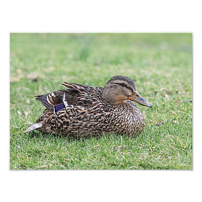 Portrait of a female mallard photo print (Front)