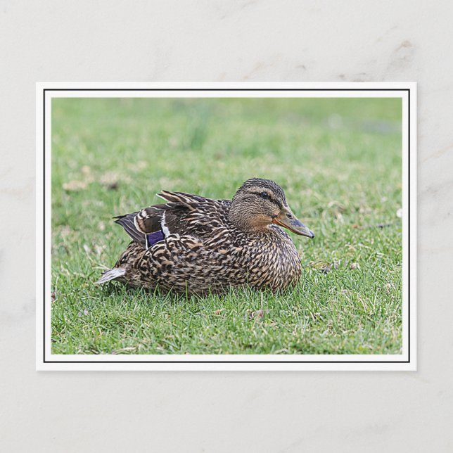 Portrait of a female mallard postcard (Front)
