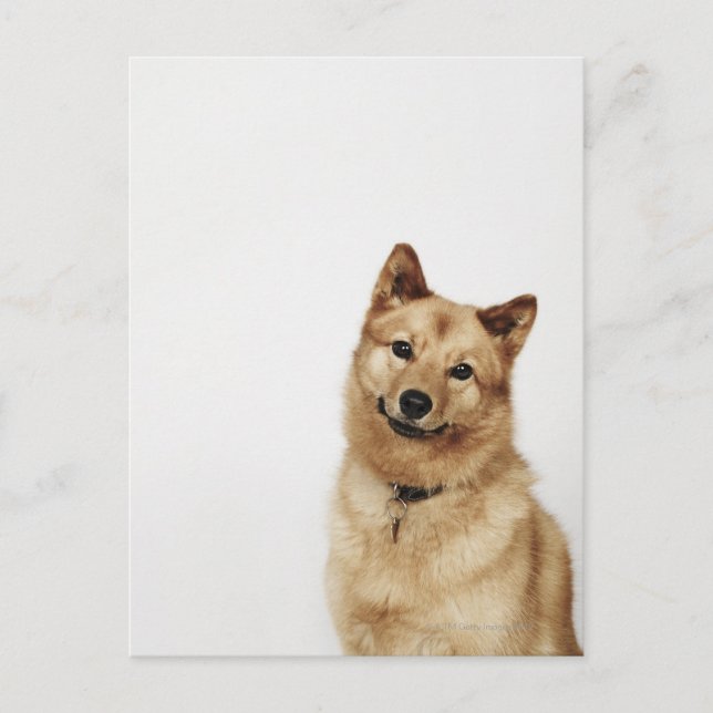 Portrait of a Finnish Spitz dog smiling Postcard (Front)