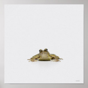 Portrait of a frog in a white studio poster