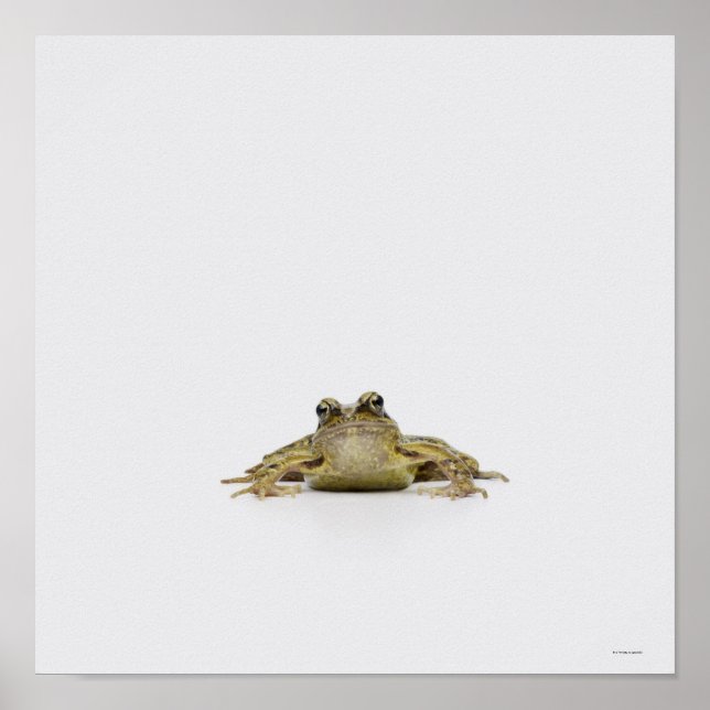 Portrait of a frog in a white studio poster (Front)