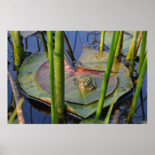 PORTRAIT OF A FROG POSTER
