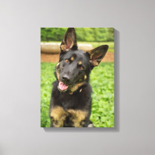 Portrait of a German Shepherd Canvas Print