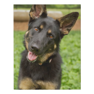 Portrait of a German Shepherd Faux Canvas Print