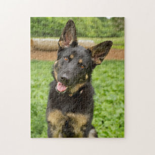 CVPuzzles German Shepherd Puppies 504 Piece Jigsaw Puzzle 16 X 20