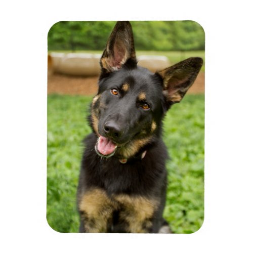 Portrait of a German Shepherd Magnet