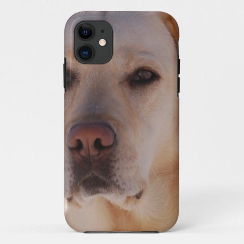 Portrait of A Golden Labrador Retriever iPhone 11 Case