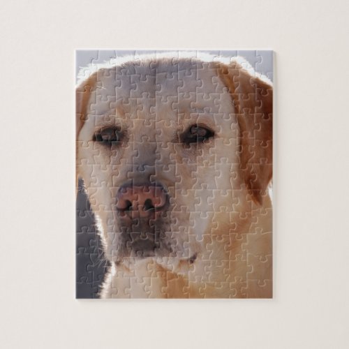 Portrait of A Golden Labrador Retriever Jigsaw Puzzle