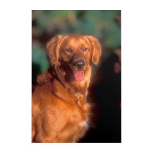 Portrait of a golden retriever acrylic print