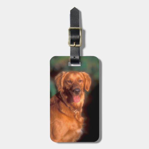 Portrait of a golden retriever luggage tag