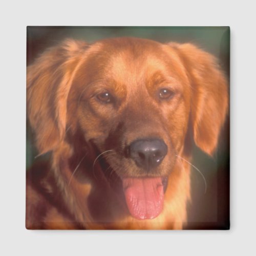 Portrait of a golden retriever magnet