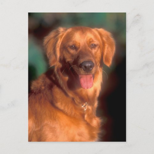 Portrait of a golden retriever postcard