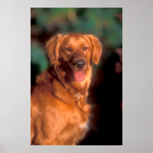 Portrait of a golden retriever poster