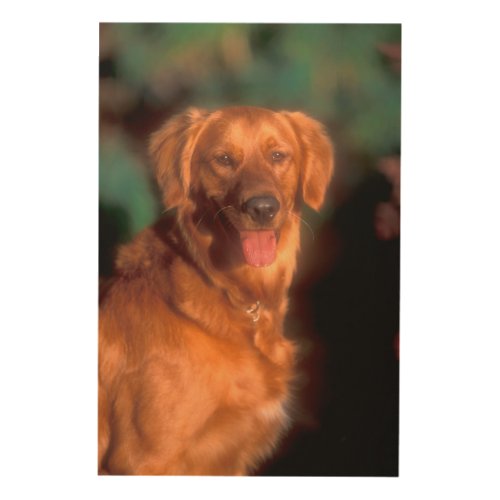 Portrait of a golden retriever wood wall art