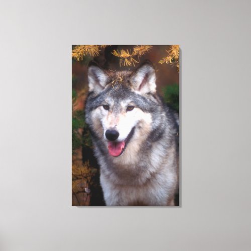 Portrait of a gray wolf canvas print