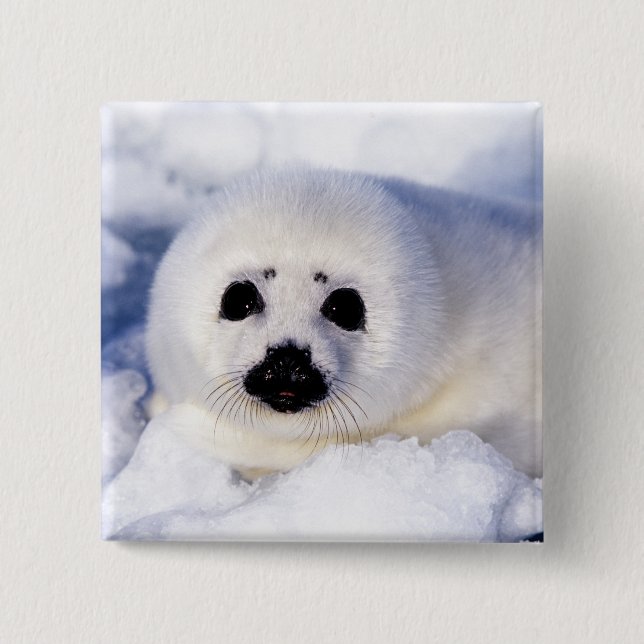 Portrait of a Harp Seal Pup Button (Front)