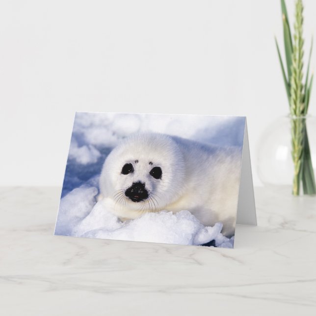 Portrait of a Harp Seal Pup Card (Front)