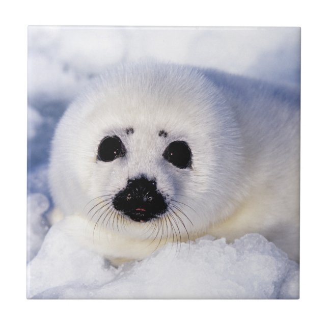 Portrait of a Harp Seal Pup Ceramic Tile (Front)