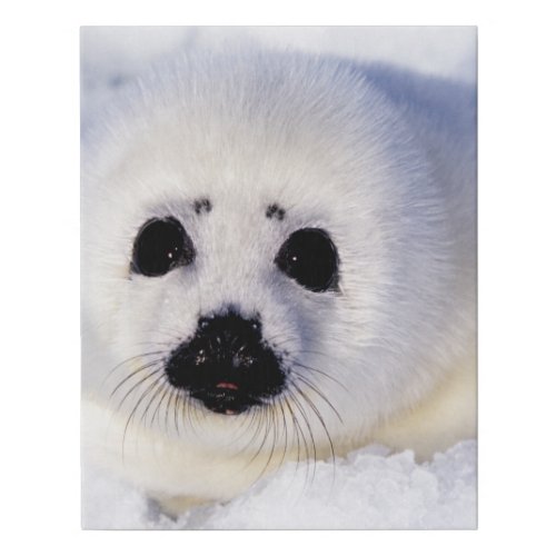 Portrait of a Harp Seal Pup Faux Canvas Print
